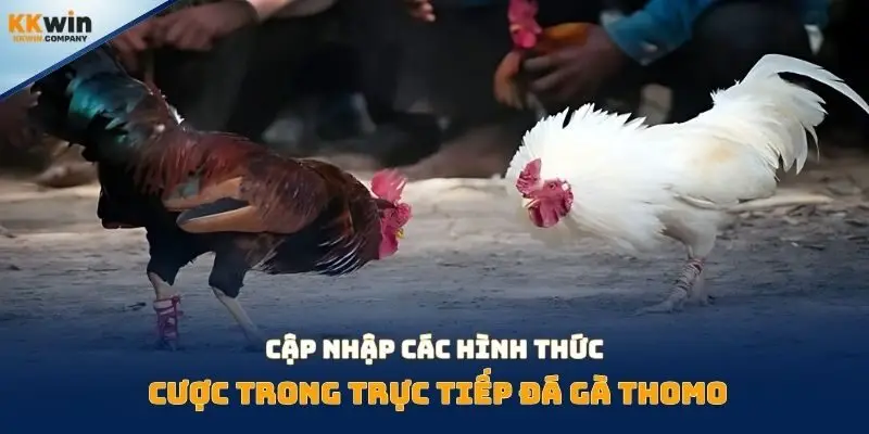Cập nhập các hình thức cược trong trực tiếp đá gà thomo