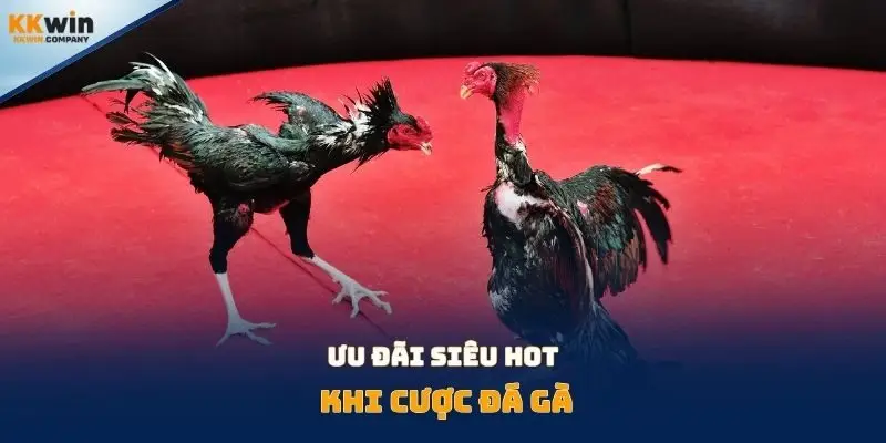 Ưu đãi siêu hot khi cược đá gà