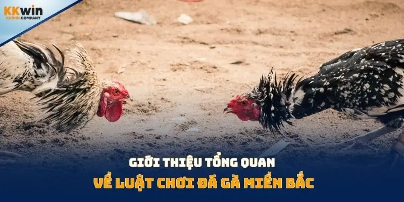 Giới thiệu tổng quan về luật chơi đá gà miền bắc