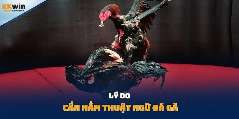Lý do cần nắm thuật ngữ đá gà