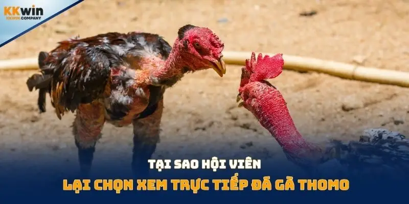 Tại sao hội viên lại chọn xem trực tiếp đá gà thomo